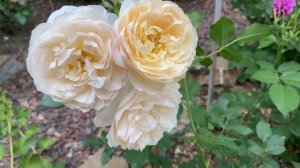 Роза Личфилд Энджел, остинка, второй сезон✨✨✨