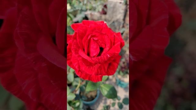 #ROSE_LOVER'S #Red #intuition I'd 1.st #flower