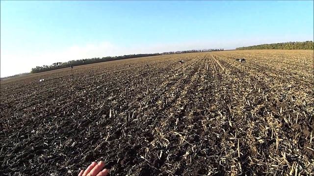 Охота на уток в Краснодарских полях!!! смотреть онлайн