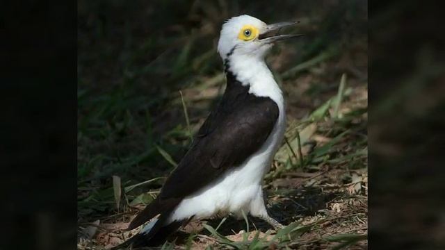Белый дятел Читать описание. смотреть онлайн
