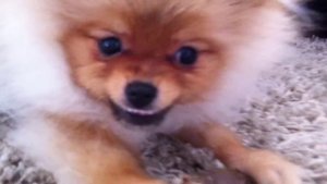 Огромная свирепая собака рычит, охраняя кость.