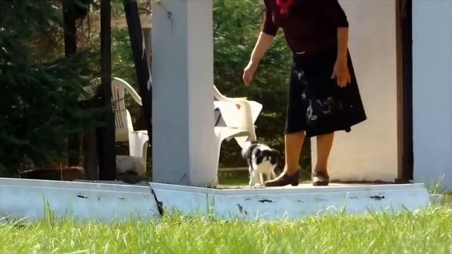 Порода ЯПОНСКИЙ ХИН! Хотите завести щенка - сначала посмотрите видео. смотреть онлайн