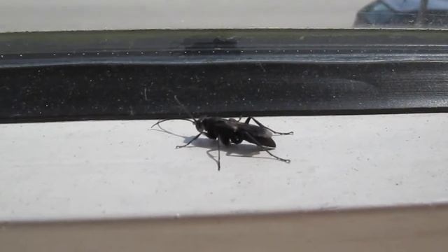 Canon PowerShot SX210 IS test смотреть онлайн