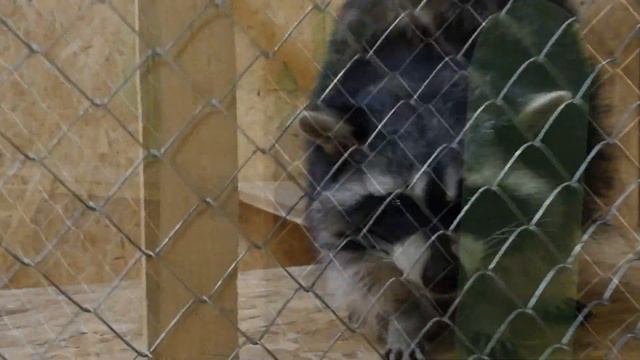 Веселый день в зоопарке с дикими животными Petting zoo смотреть онлайн