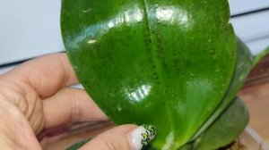 P. Mituo King Blood Spot. Цветение.