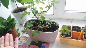 Как вырастить авокадо из косточки. Авокадо 2 года после посадки