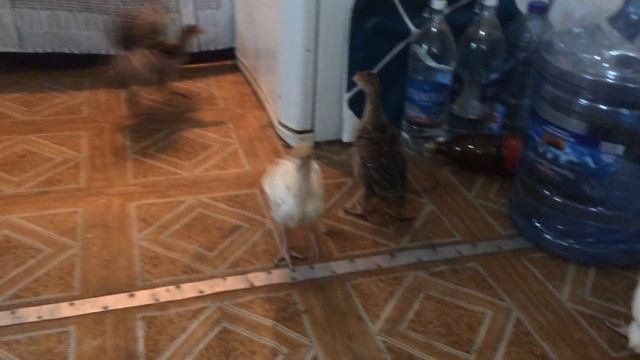 Индюшата - 3 недели (21 день). смотреть онлайн