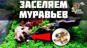 Заселяем муравьев в природный формикарий ● Флорариум с муравьями
