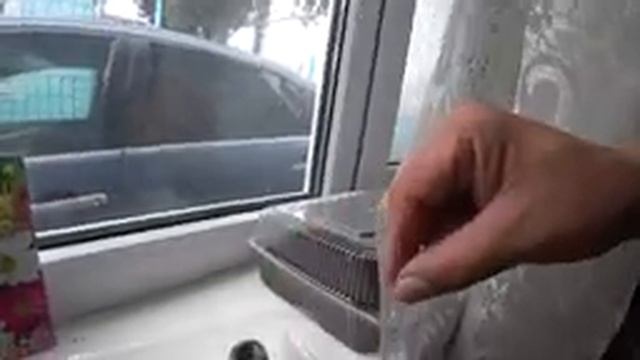 Виктория посадка семенами, сеем на торфяные таблетки проще некуда.