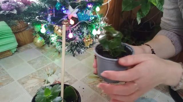 Каланхоэ/ укоренение веточки✅Для новичков?! #ВиленаЦветкова