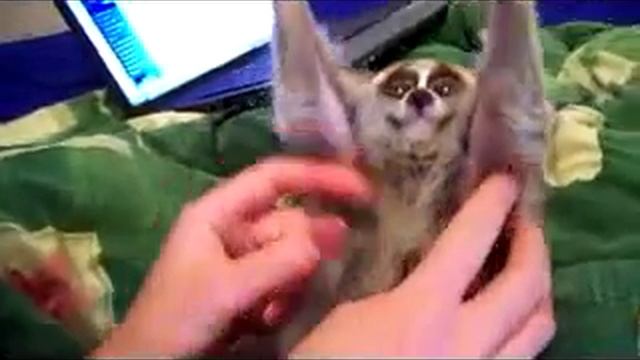 Лемур.mp4