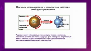 Химия. 11 класс. Понятие о свободных радикалов и их значении в жизни живых организмов /11.09.2020/