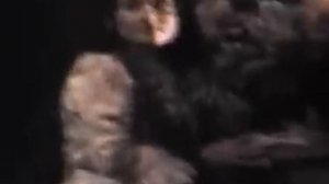 Phantom of the Opera - Peter Karrie - Angel of Music