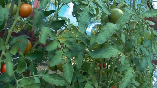 ТОМАТ F1 СТРЕГА. 2021 Томаты в теплице. смотреть онлайн