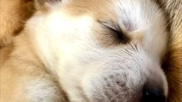 Собака куда то их повела. Придя на место люди не поверили своим глазам! смотреть онлайн