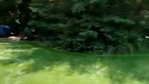 AMARANTH - 'Molten Fire' - EDIBLE