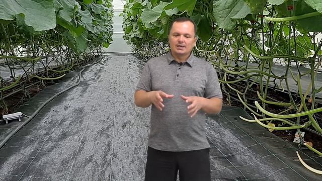 Все растения быстро зазеленеют- очень эффективная обработка по листу! смотреть онлайн