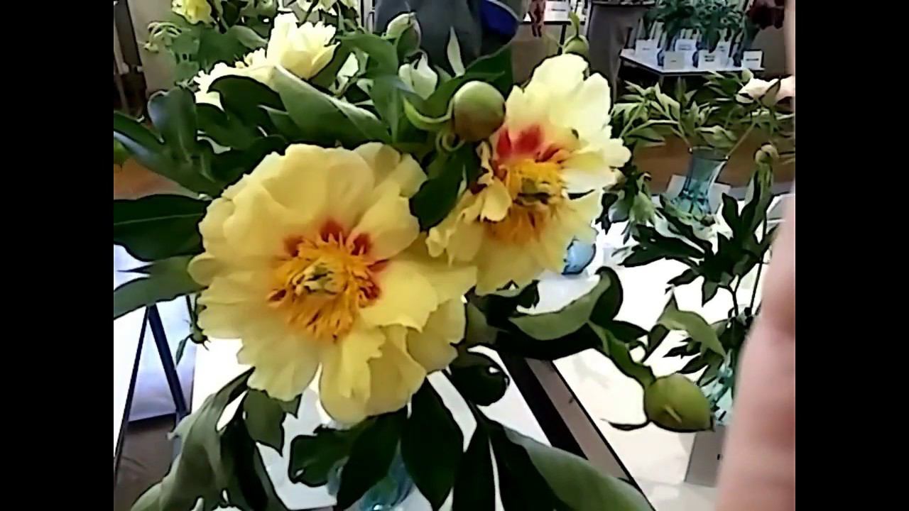 Продолжение Выставки Пионов В Музее Природы Латвии / Сорта и фото