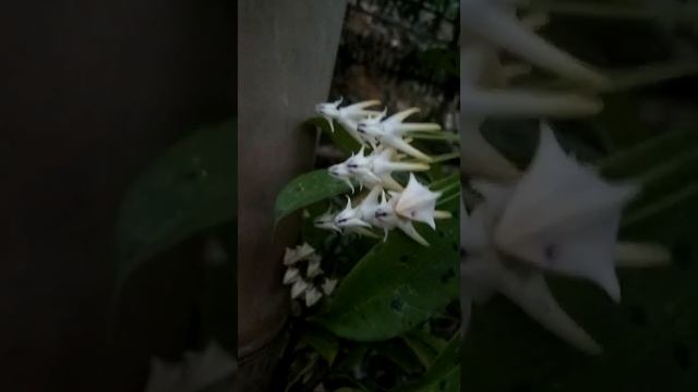 Hoya multiflora