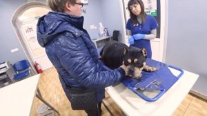 Странное поведение у беременной собаки! Мы в недоумении. Едем в клинику!