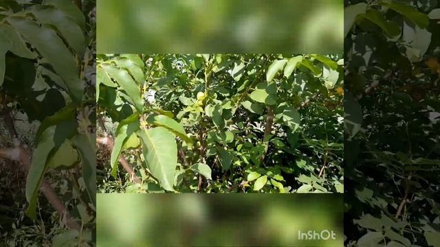 Грецкий орех на Урале. смотреть онлайн