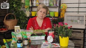 ПЛЕСЕНЬ НА РАССАДЕ. ЧТО ДЕЛАТЬ?