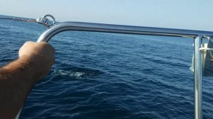 Дельфины ведут в открытое море