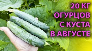 Забудьте о болезнях! 💪 Как вырастить супер-устойчивые огурцы в августе. Не прощаемся с летом!