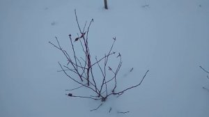 Нужно ли укрывать голубику на зиму? Ч-1