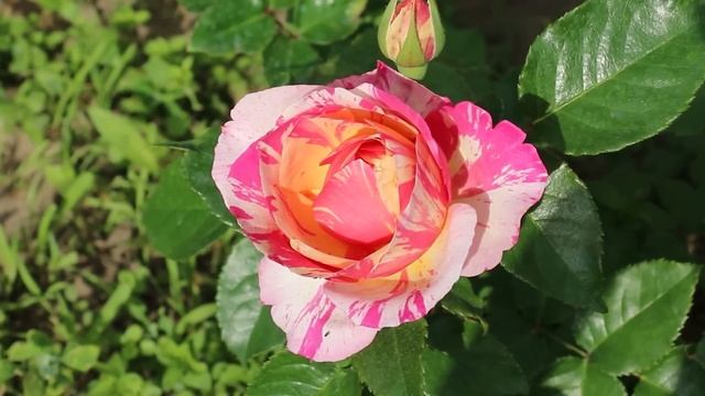СИСТЕМА УХОДА ДЛЯ ТЕХ, КОМУ НУЖНЫ КРАСИВЫЕ И ЗДОРОВЫЕ РОЗЫ! CARE SYSTEM IF NEEDED BEAUTIFUL ROSES!