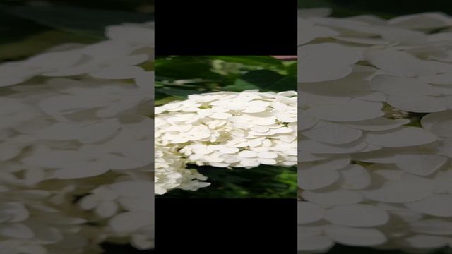 Полет шмеля. смотреть онлайн