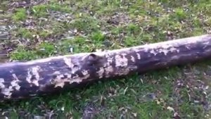 Такса-бобер