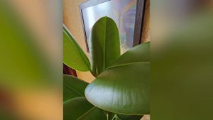 Фикус робуста