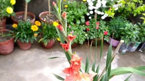 How to grow and care// blooming gladiolus flower in pot,just 60 days.