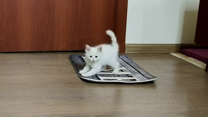 Котята Миа и Лиза весело играют с ковриком. Собака удивлена.