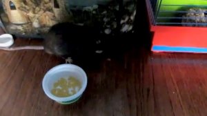 Как крыса ест чеснок :))) // As a rat eats an Garlic