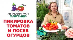 ПИКИРОВКА ТОМАТОВ И ПОСЕВ ОГУРЦОВ