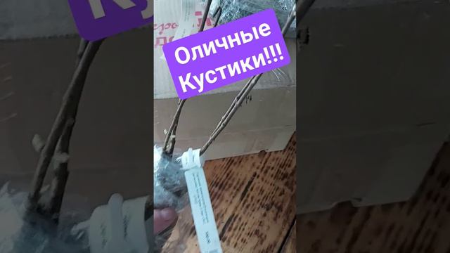 саженцы из питомника Веры Глуховой #саженцыгортензии #gardening #метельчатаягортензия #flower