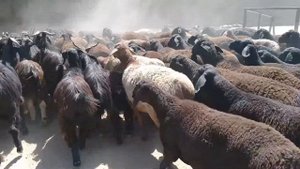 Гисарски Барань преганають Шахритуз\Старши Идибай/