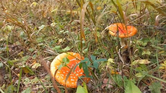 Бурзянский район Республики Башкортостан 2023 смотреть онлайн