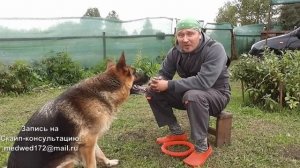Как научить собаку давать лапу.