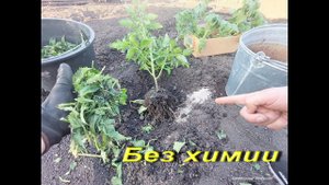 Только так сажайте томаты, завалитесь помидорами! Кладите в лунку это, урожай будет гигантский!