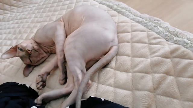 Сфинкс🐱