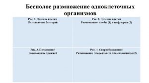 Тема 25. Типы размножения. Способы бесполого размножения