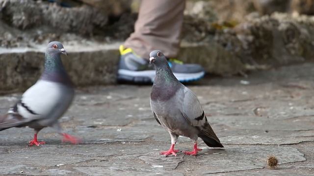 Canon 650D + EF S 18 135mm IS STM 連續自動對焦測試 @Mobile01 смотреть онлайн