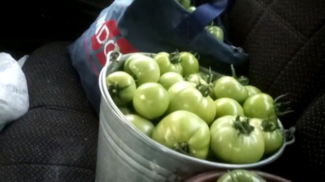 Томаты, дача смотреть онлайн