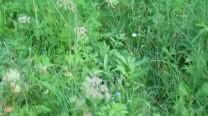 Про ядовитые травы на участке, в огороде, вокруг