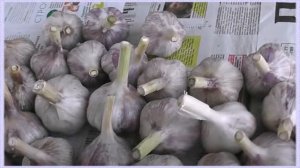 Как правильно хранить чеснок в домашних условиях до весны?