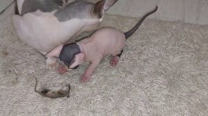 Кошка зовёт котят, чтоб показать как ловить мышей.