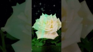 🌹Так быстро годы пролетели!